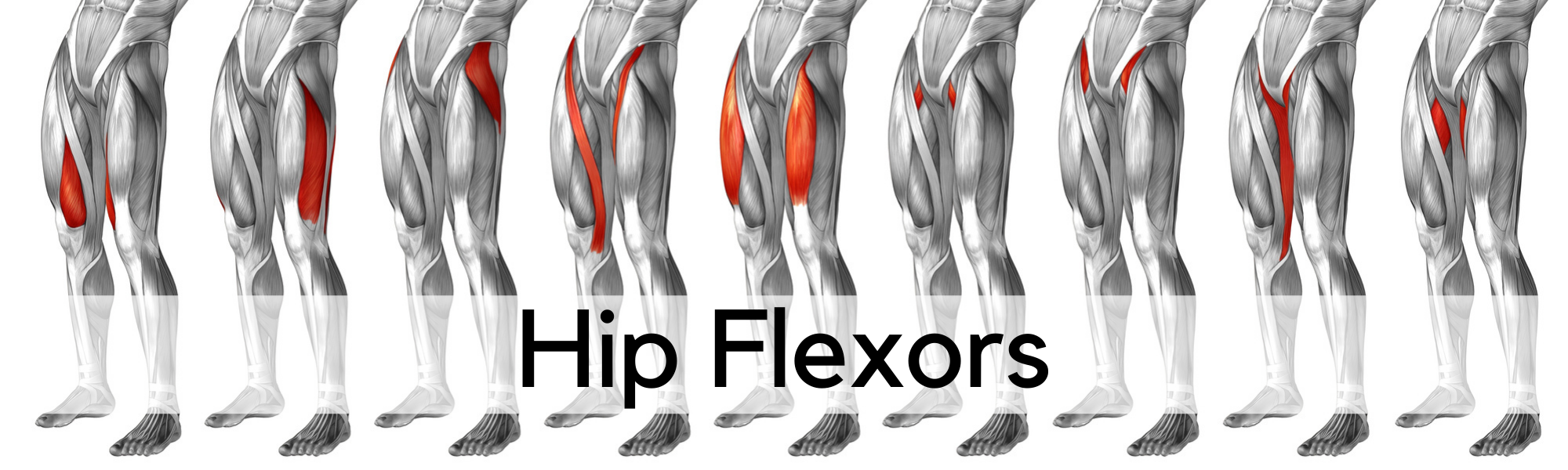 hip flexors